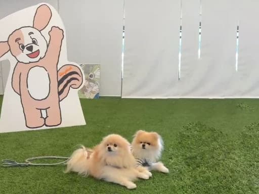 屋根付きドッグラン